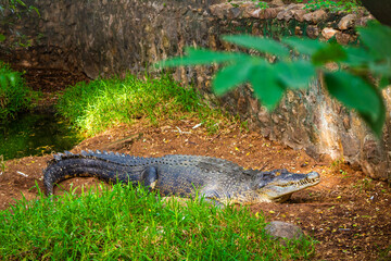 Giant crocodile. Picture clicked at Muttu Kadu Crocodile Park, Tamil Nadu, South India, India