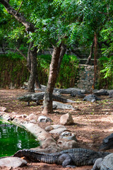 Giant crocodile family in the water. Picture clicked at Muttu Kadu Crocodile Park, Tamil Nadu,...
