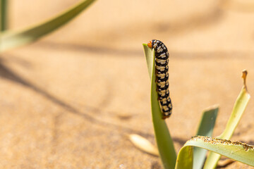 Fantastic view of sand dunes with a yellow caterpillar on a grass on the sea coast