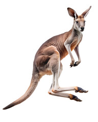 Photograph a kangaroo leaping on mid-air isolated on a transparent background