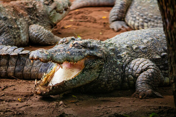 Fototapeta premium Giant crocodile family in the water. Picture clicked at Muttu Kadu Crocodile Park, Tamil Nadu, South India, India