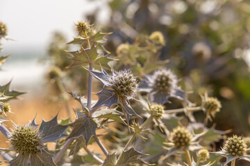 Fantastic view of the sea holly plant on the sea coast