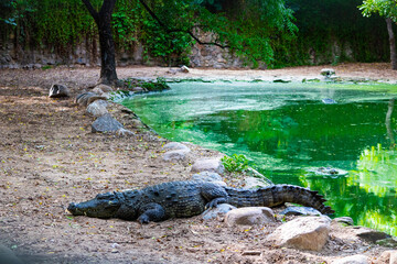 Giant crocodile. Picture clicked at Muttu Kadu Crocodile Park, Tamil Nadu, South India, India