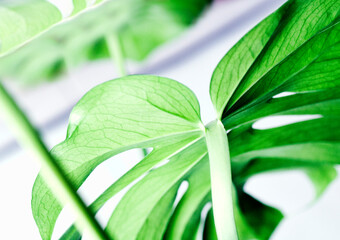 garden, flower garden blooming in spring, colorful flowers, morning sunlight, spring, greenhouse