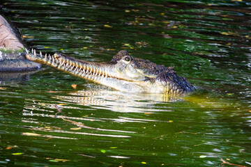 Giant beautiful Gharial crocodile in the water. Picture clicked at Muttu Kadu Crocodile Park, Tamil...
