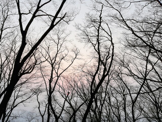 winter tree, bare tree, tree branches with evening sky 