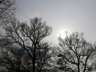 winter tree, bare tree, tree branches with blue sky and sun