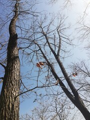 winter tree, bare tree, tree branches with blue sky and sun