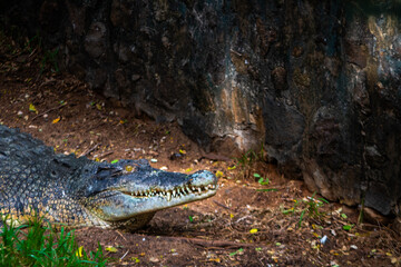 Giant crocodile. Picture clicked at Muttu Kadu Crocodile Park, Tamil Nadu, South India, India