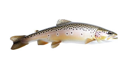 Naklejka premium Trout fresh water fish png isolated on transparent background
