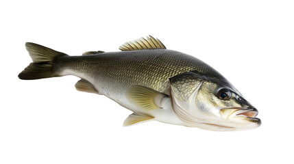 Fototapeta premium Bass fresh water fish png isolated on transparent background