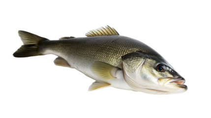 Bass fresh water fish png isolated on transparent background