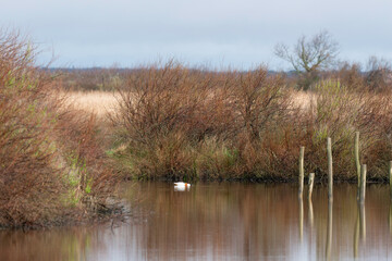Réserve ornithologique, Le Teich, Bassin d'Arcachon, Landes de Gascogne, 33, Gironde, France