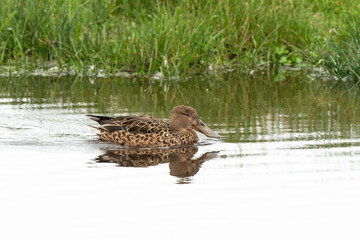 Fototapeta premium Canard souchet, femelle,.Anas clypeata, Northern Shoveler,