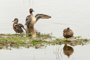 Sarcelle d'hiver,.Anas crecca, Eurasian Teal,