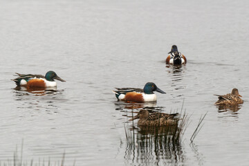 Canard souchet, male,.Anas clypeata, Northern Shoveler,
