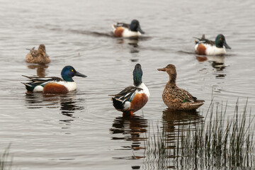 Canard souchet, male,.Anas clypeata, Northern Shoveler,