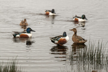 Canard souchet, male,.Anas clypeata, Northern Shoveler,