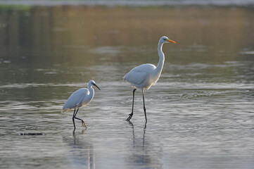 Little and great egret walking in the lake