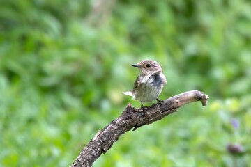 spotted flycatcher or Muscicapa striata a passage migrant Manori, Mumbai, India