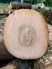 A large tree stump with a cross section cut in half