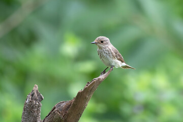 spotted flycatcher or Muscicapa striata a passage migrant Manori, Mumbai, India