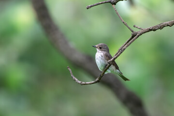 spotted flycatcher or Muscicapa striata a passage migrant Manori, Mumbai, India