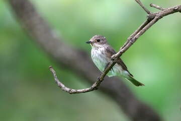 spotted flycatcher or Muscicapa striata a passage migrant Manori, Mumbai, India