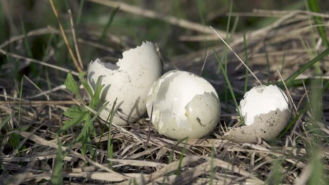 Result of predatory activity of Crow (Corvus cornix) in wetlands. Oophagy, predation. Crow stole waterfowl eggs in different nests and ate it in one place, appetitive behaviour. Mallard, common coot
