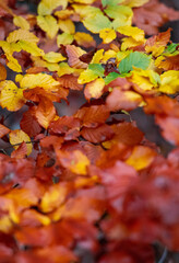 Colorful red, orange, yellow and green leafs laying on a path.