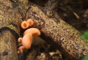 fungi cup mushroom growth for rain season on tree trunk in Chet Kod waterfall on Thailand  