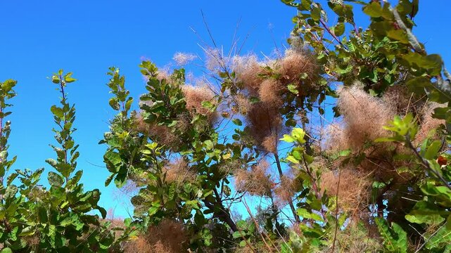 Cotinus - the smoketree or smoke bush, Fluffy inflorescences against the blue sky, Ukraine