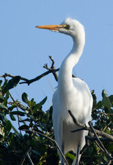 White Heron in a tree