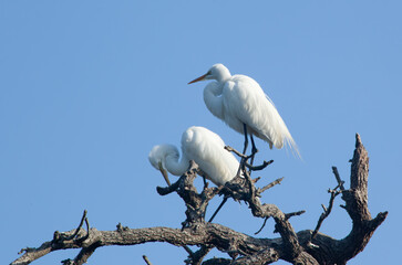 White Heron in a tree
