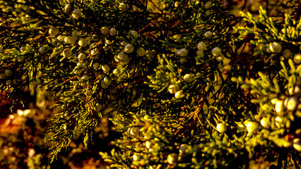 Unripe juniper berries growing on branches, close up, in the evening