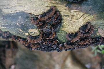 Nature's Dark Tapestry: Intricately Layered Fungi Entwined on a Weathered Log, Showcasing the Beauty of Decay and the Cycle of Life in a Serene Forest Setting.