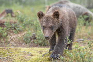 Young curious brown bear cub walks through a lush, green forest in the summertime © Juha Saastamoinen