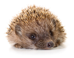Hedgehog on white.