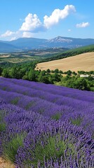 Lavender Field with Mountain View in the French Countryside.