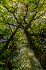 Obraz premium The beautiful nature and gardens in Kyoto