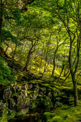 The beautiful nature and gardens in Kyoto