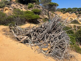 Hiking trail, pine trees, wood collected along the way, algarve, Portugal 