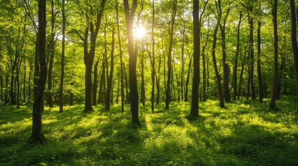 A lush green forest with sunlight filtering through the trees, symbolizing nature's beauty and the importance of conservation.