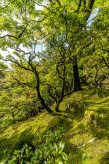 The beautiful nature and gardens in Kyoto