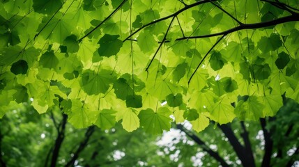 Obraz premium umbrella green tree leaves