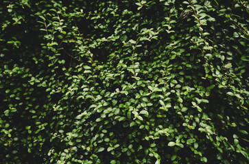 green leaves on the wall