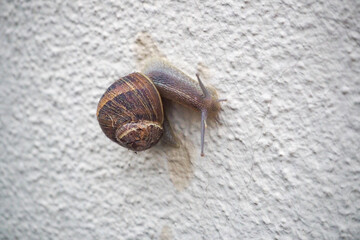 Young snail with house crawls on house wall