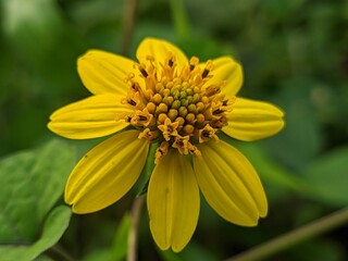 yellow flower in the garden