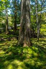 The beautiful nature and gardens in Kyoto