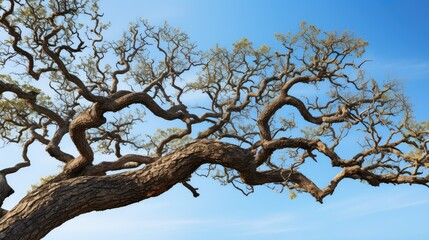 breeze oak tree branch